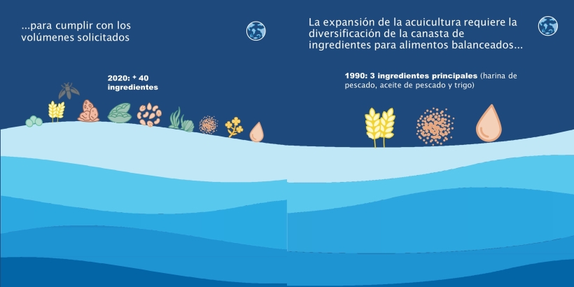 La expansión de la acuicultura requiere la diversificación de la canasta de ingredientes para alimentos balanceados