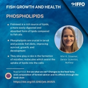 Phospholipids.jpg